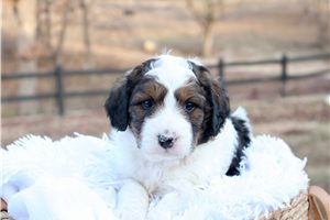 Francesca - puppy for sale