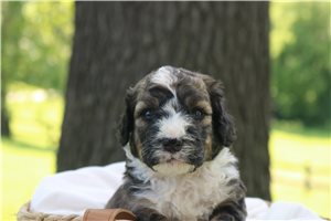 Hallie - Bernedoodle for sale