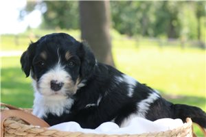Henny - puppy for sale