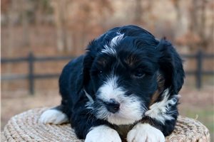 Fernando - puppy for sale