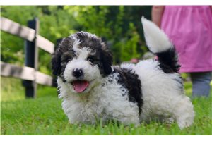 Haven - Bernedoodle for sale