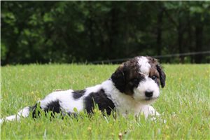 Halo - Bernedoodle for sale