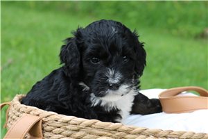 Hoppy - Bernedoodle for sale