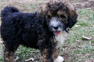 Felix - Bernedoodle for sale
