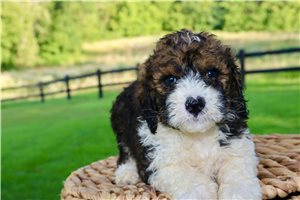 Howie - Bernedoodle for sale