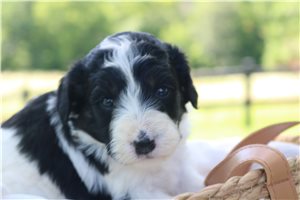 Hazel Mae - Bernedoodle for sale