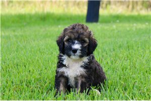 Honeybee - Bernedoodle for sale