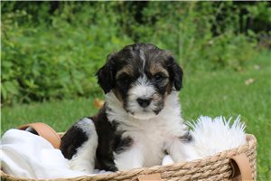 Harley Ray - Bernedoodle for sale