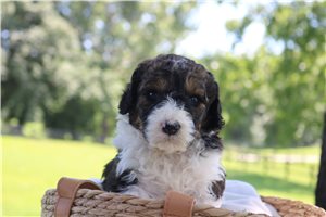 Howie - puppy for sale