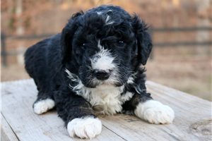 Freya - puppy for sale