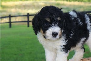 Henny - Bernedoodle for sale