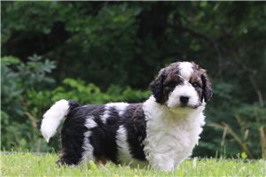 Hux - Bernedoodle for sale