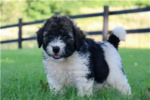 Hobbs - Bernedoodle for sale