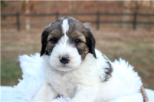 Faith - puppy for sale