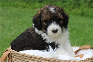Howie - Bernedoodle for sale