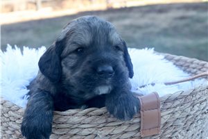 Alexa - Goldendoodle for sale