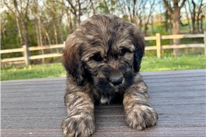 Peter - Goldendoodle for sale