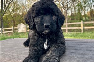 Piper - Goldendoodle for sale