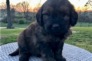 Poppy - Goldendoodle for sale