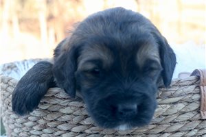 Alaya - Goldendoodle for sale