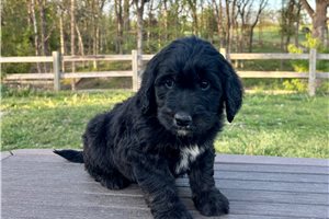 Pandora - puppy for sale