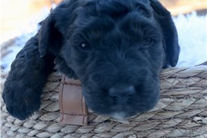 Alice - Goldendoodle for sale