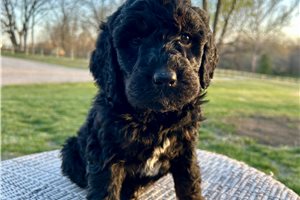 Pudding - Goldendoodle for sale