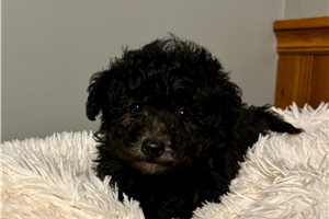 Luther - puppy for sale
