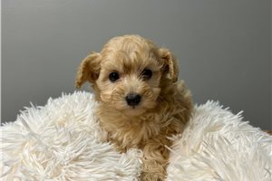 Lana - puppy for sale