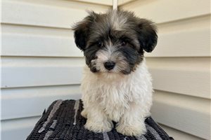 Fitz - puppy for sale