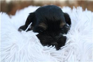 Fiona - Havapoo for sale