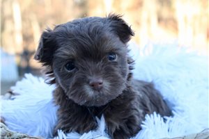 Florence - Havapoo for sale