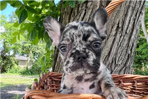 Lily - French Bulldog Puppy FF470C | Pawrade