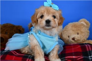 Sienna - puppy for sale