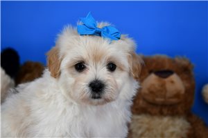 Sian - puppy for sale