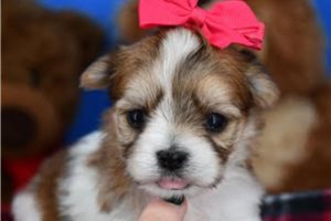 Meadow - puppy for sale
