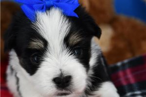 Miller - puppy for sale