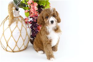 Dillon - Cavapoo for sale