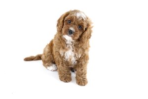 Denver - Cavapoo for sale