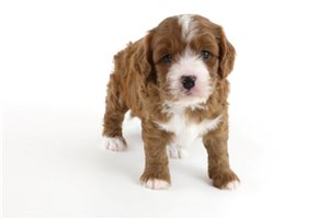 Dillon - puppy for sale