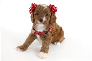 Diana - Cavapoo for sale