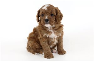 Denver - puppy for sale
