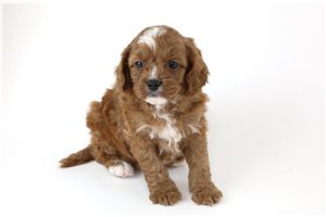Denver - Cavapoo for sale