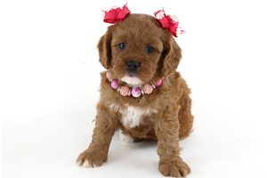 Delilah - puppy for sale