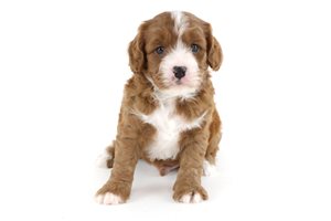Dillon - Cavapoo for sale