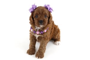 Dolly - puppy for sale