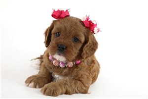 Delilah - Cavapoo for sale
