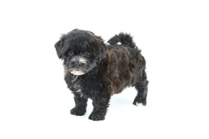 Ginny - Havapoo for sale
