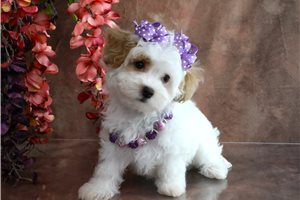 Erin - Havapoo for sale