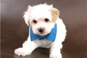 Edison - Havapoo for sale